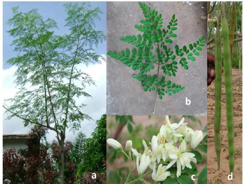 شجرة المورينجا: دليل شامل للزراعة والعناية والفوائد
